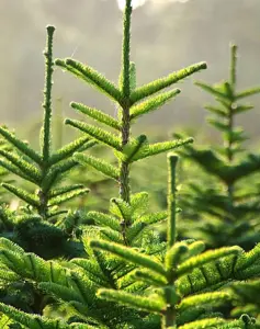 Le Sapin Épicéa