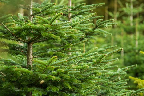 Le Sapin Nordmann