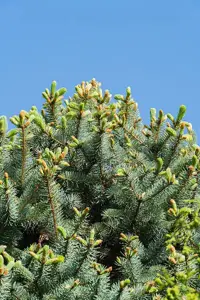 Le Sapin Pungens