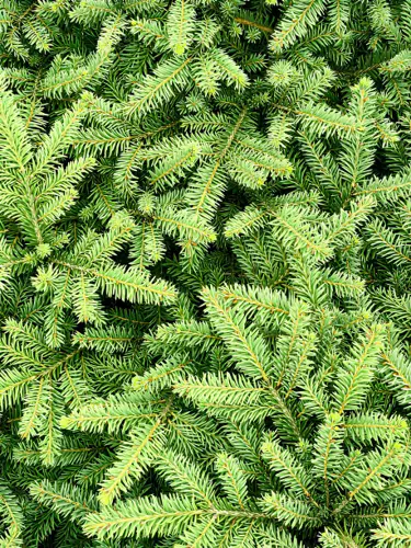 Sapin Nobilis