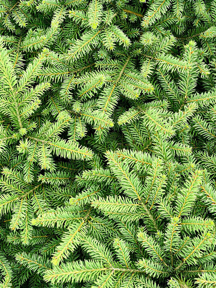 Sapin Nobilis