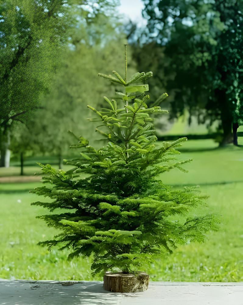 Sapin Nordmann