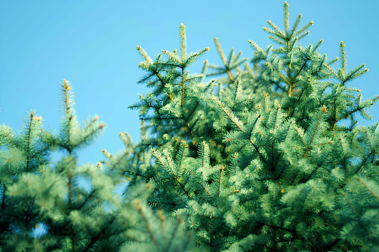 Sapin Pungens