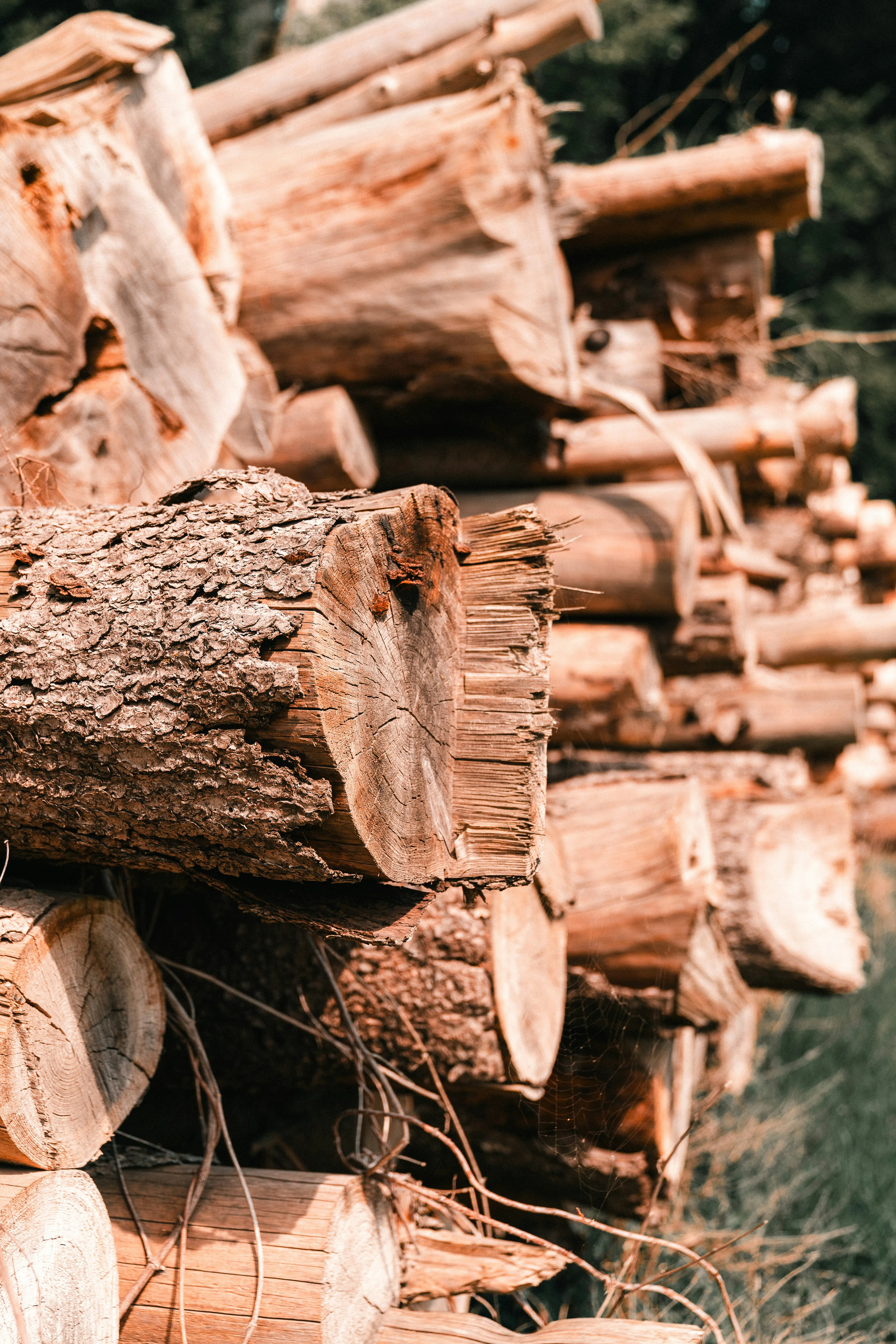 Anticiper l'Hiver : Pourquoi Acheter son Bois de Chauffage au Printemps ?