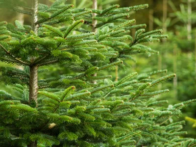 Le Sapin Nordmann